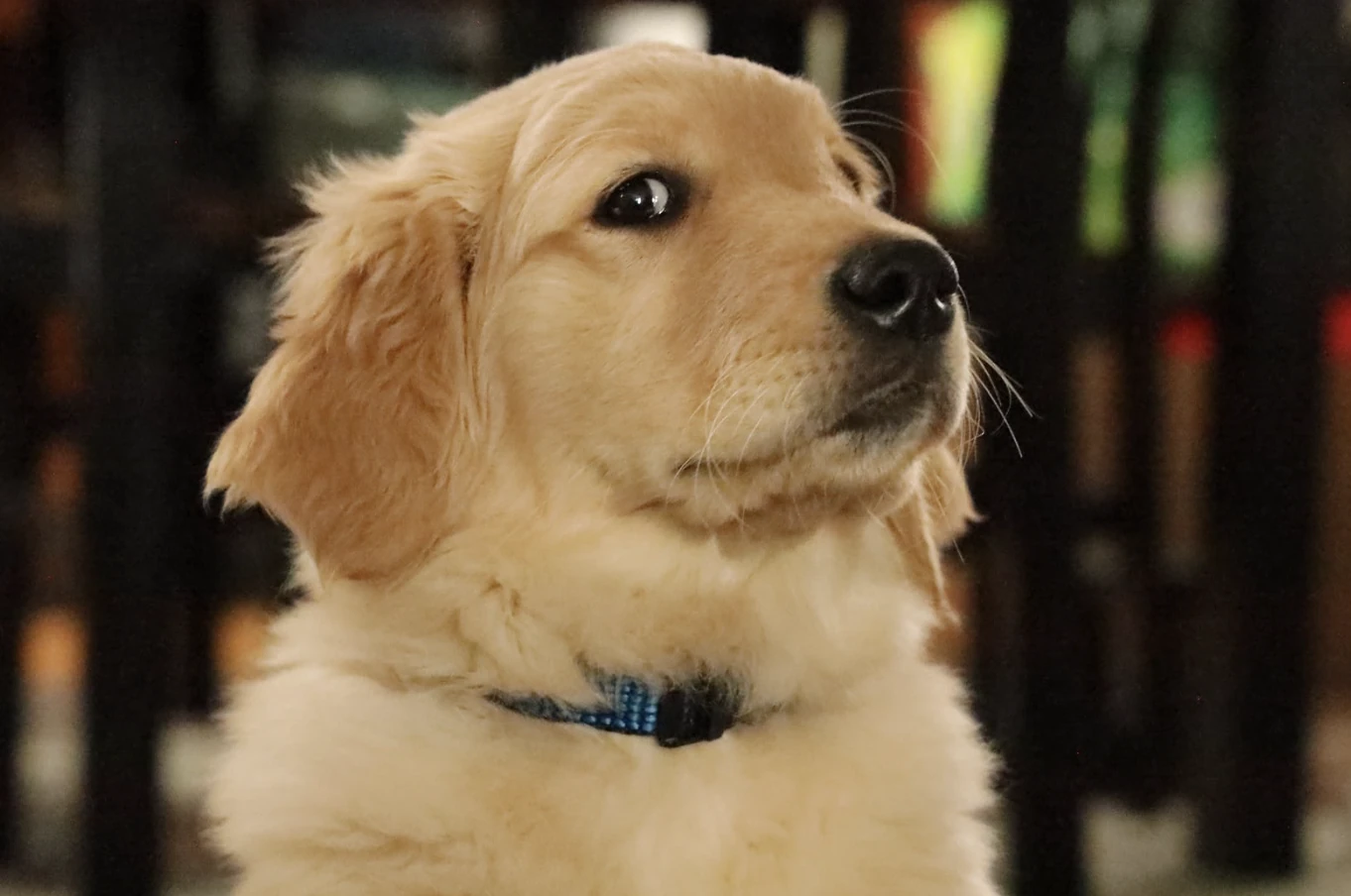 Golden retriever puppy with a blue collar looking upward against a blurred dark background